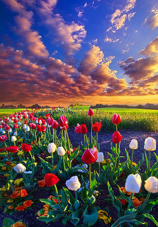 Картина по номерам 40x50 Поле тюльпанов под облачным небом