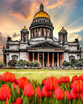 Цветущие тюльпаны перед Исаакиевским Собором