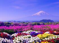 Поле тюльпанов на фоне горы