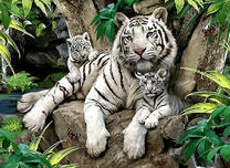 Белая тигрица и малыш