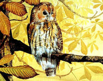 Филин на каштане