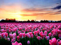 Поле голландских розовых тюльпанов