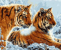 Пара больших тигров в заснеженной траве