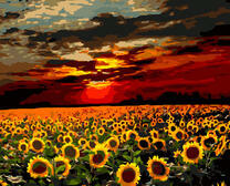 Закат над полем подсолнухов
