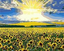 Поля цветущих подсолнухов в лучах солнца