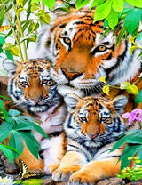 Большой тигр и его малыши