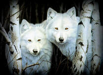 Два белых волка среди берез