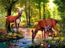 Семейство оленей у лесного водопоя