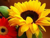 Яркие герберы крупным планом