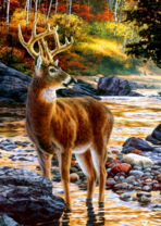 Благородный олень на реке