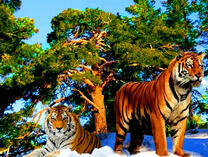 Тигры под большой сосной