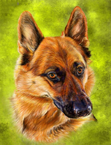 Портрет овчарки