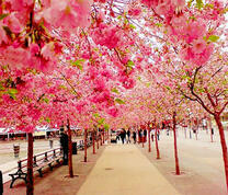 Аллея цветущей сакуры