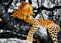 Большой леопард на дереве