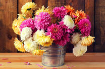 Красивый букет астр в ведре