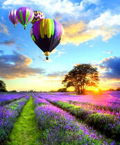 Над лавандовым полем летят воздушные шары