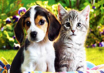 Щенок и котёнок на полосатой подстилке