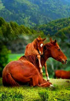 Лошадь и жеребенок на фоне гор