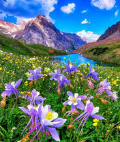 Поляна цветов на фоне Альпийских гор