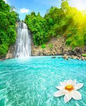 Белый лотос у водопада