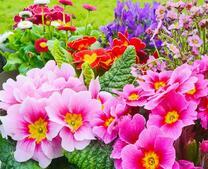 Лужайка с яркими летними цветочками