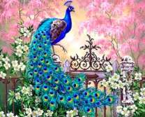 Павлин с лазурными перьями и цветущий жасмин