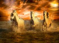 Стадо белых лошадей на берегу моря