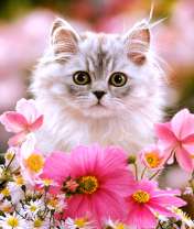 Пушистый котенок среди нежных цветов