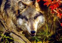 Злой серый волк