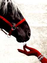 Дама угощает лошадь