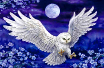 Белая сова на фоне луны