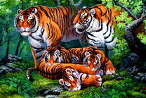 Семья больших рыжих тигров