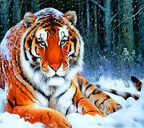 Тигр под снегом в лесу