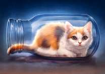 Трёхцветный котёнок в баночке