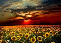 Красный закат над полем подсолнухов