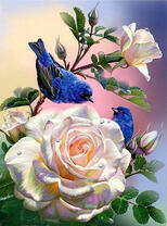 Две синие птички на цветущей розе