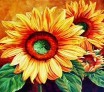 Большие и яркие цветы подсолнухов