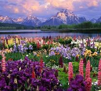 Цветочная поляна на фоне гор и озера