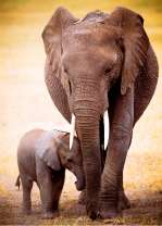 Слонёнок со слоном на прогулке