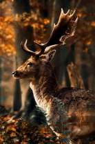 Олень с ветвистыми рогами в осеннем лесу