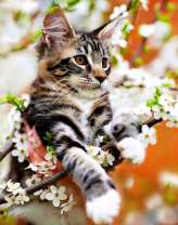 Маленький мей-кун на цветущей яблоне