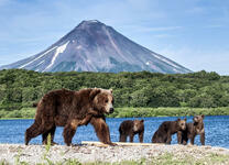 Медведица с медвежатами у реки под вулканом