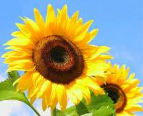 Два ярких подсолнуха в поле