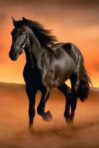Черный конь в оранжевой пустыне