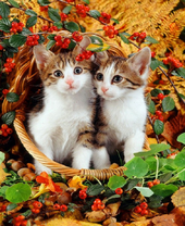 Котята в осеннем натюрморте