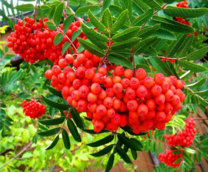 Красная рябина на веточке