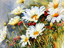 Ромашки на лугу крупным планом