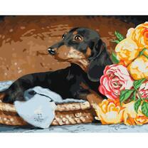 Такса в корзинке и букет роз