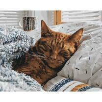 Спящий в кроватке котик