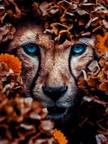 Голубоглазая пума прячется в кустах